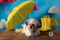 Elmhurst Pet Day