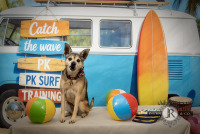 Clarendon Hills Bank - Pets