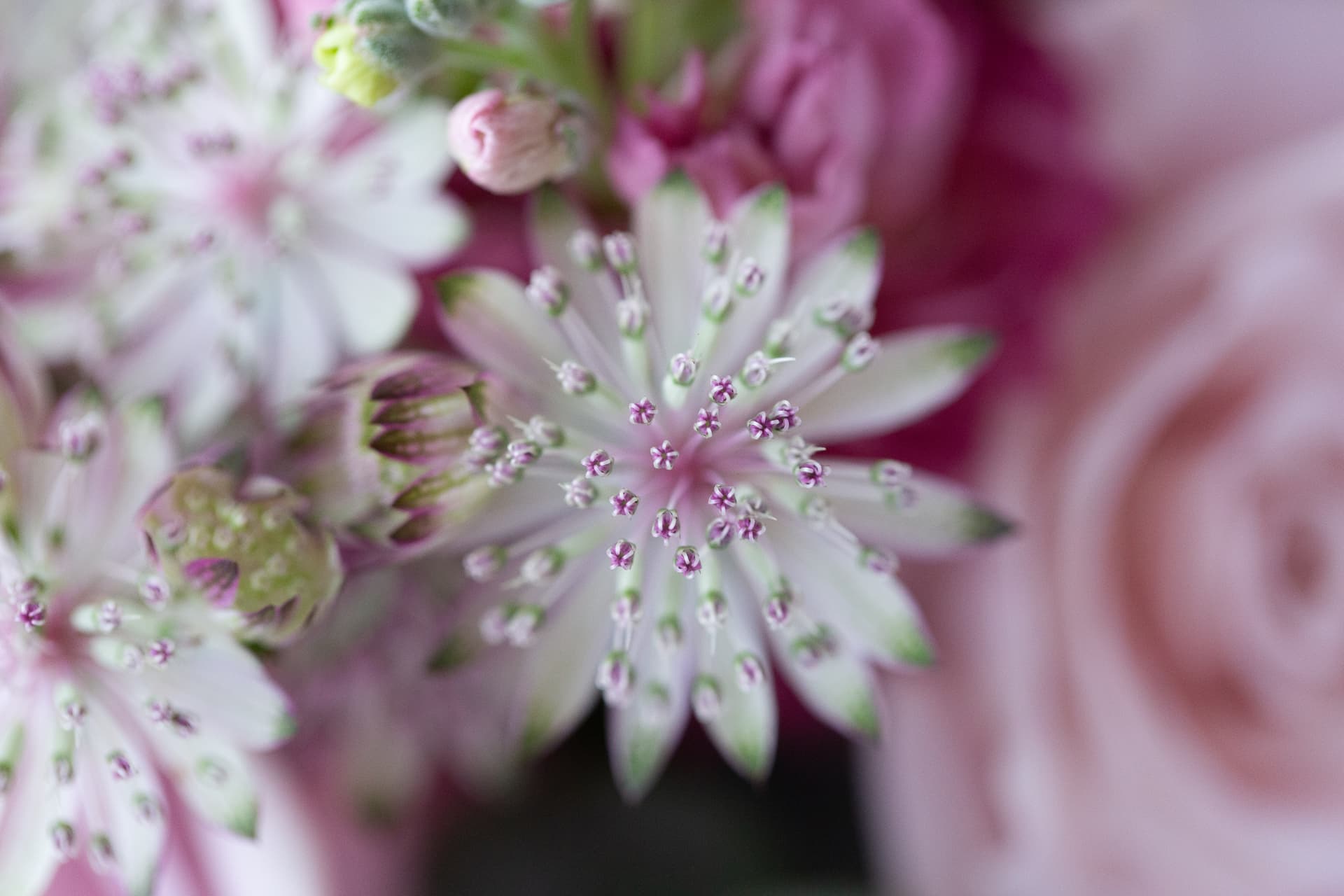 Soft pink and magenta flowers in close-up